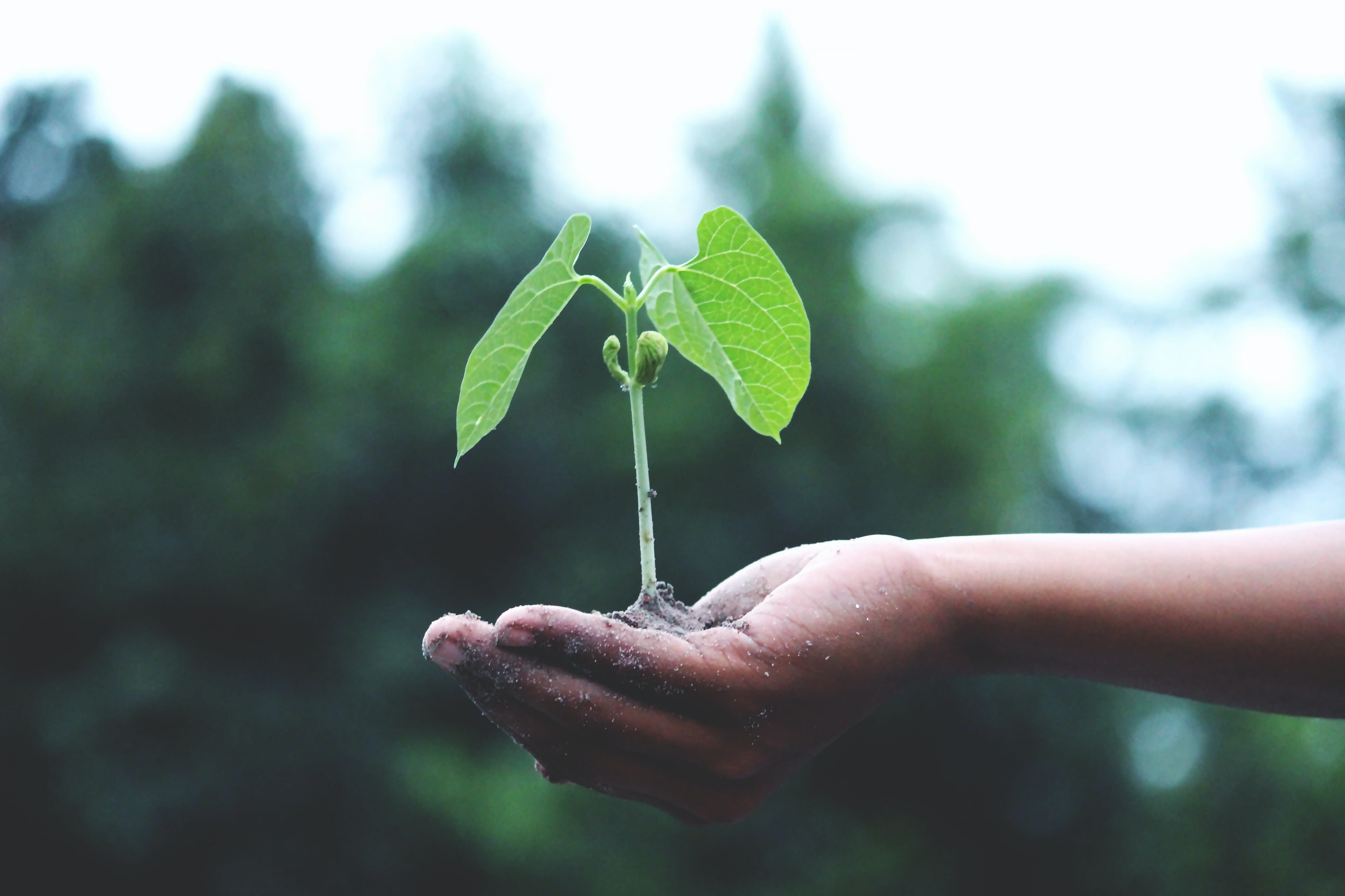 Plant growing in the hand of a person.