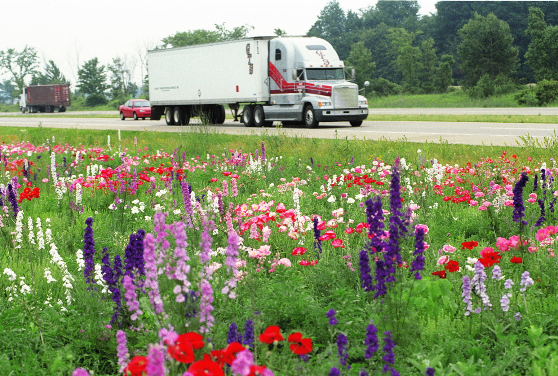 Image of a semi truck driving down a road. Flowers are pictured next to the road.
